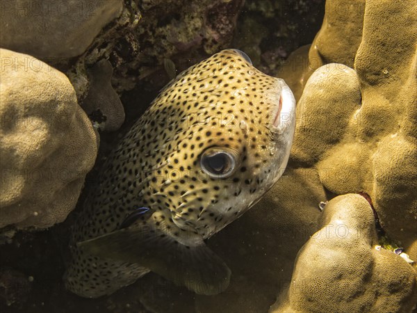 Spot-fin Porcupinefish (Diodon hystrix)