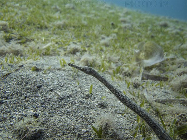 Double-ended Pipefish (Trachyrhamphus bicoarctatus)