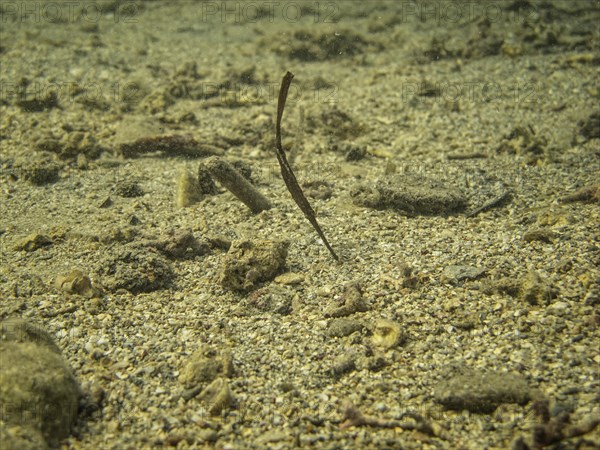 Robust Ghostpipefish or Blue-finned Ghost Pipefish (Solenostomus cyanopterus)