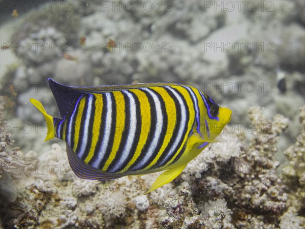 Regal Angelfish (Pygoplites diacanthus)