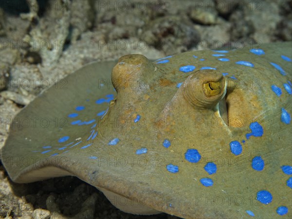 Bluespotted Ribbontail Ray (Taeniura lymma)