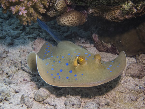 Bluespotted Ribbontail Ray (Taeniura lymma)