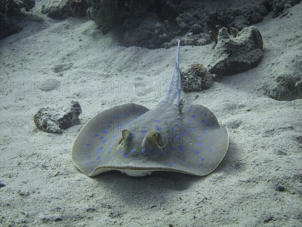 Bluespotted Ribbontail Ray (Taeniura lymma)