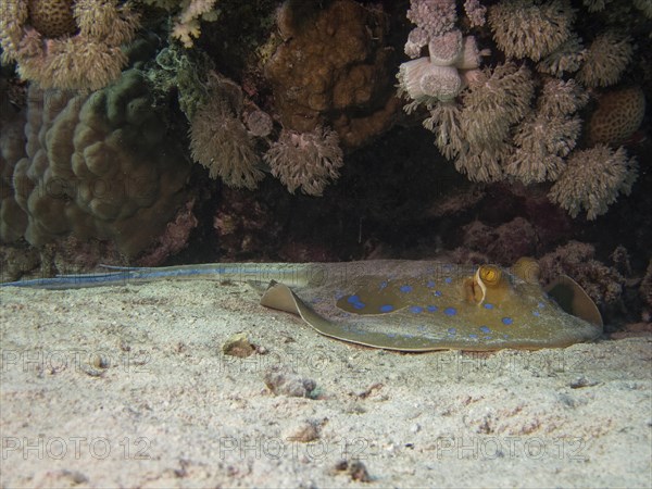 Bluespotted Ribbontail Ray (Taeniura lymma)