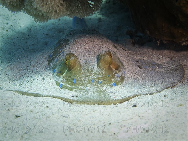 Bluespotted Ribbontail Ray (Taeniura lymma)