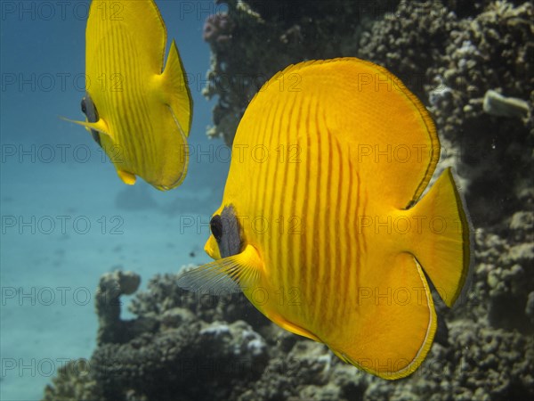 Bluecheek Butterflyfish (Chaetodon sermilavatus)