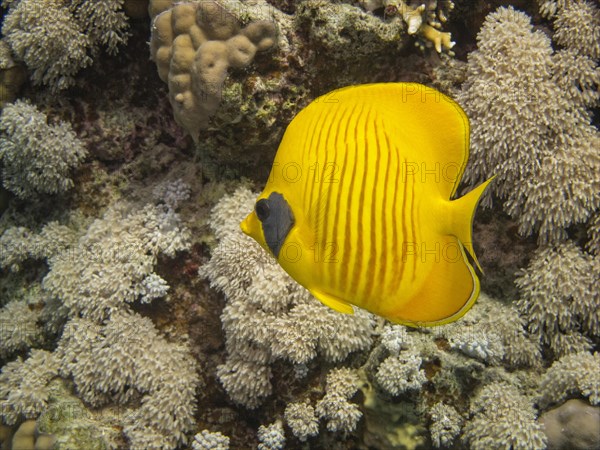 Bluecheek Butterflyfish (Chaetodon sermilavatus)