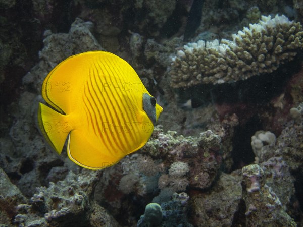 Bluecheek Butterflyfish (Chaetodon sermilavatus)