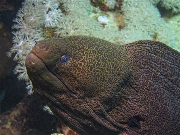 Giant Moray (Gymnothorax javanicus)