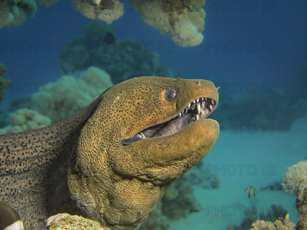 Giant Moray (Gymnothorax javanicus)