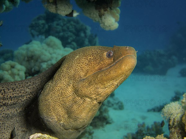 Giant Moray (Gymnothorax javanicus)