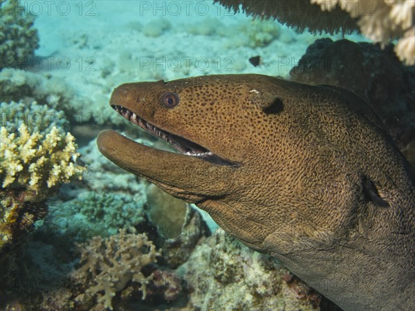 Giant Moray (Gymnothorax javanicus)