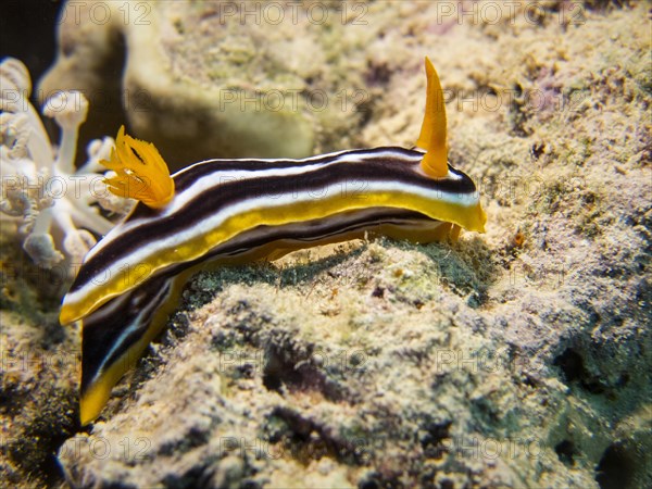 Pyjama Sea Slug (Chromodoris quadricolor)