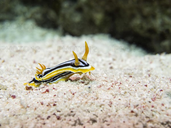 Pyjama Sea Slug (Chromodoris quadricolor)