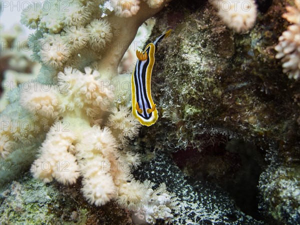 Pyjama Sea Slug (Chromodoris quadricolor)