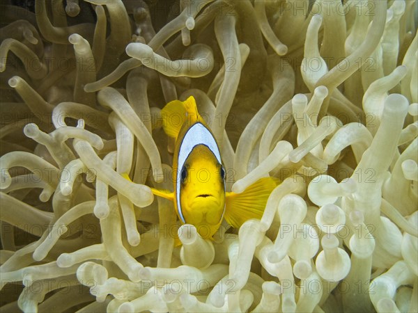 Red Sea Clownfish or Twoband Anemonefish (Amphiprion bicinctus)