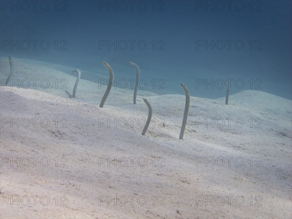 Red Sea Garden Eels (Gorgasia sillneri)