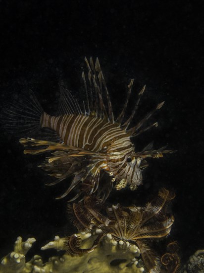 Common Lionfish or Devil Firefish (Pterois miles)