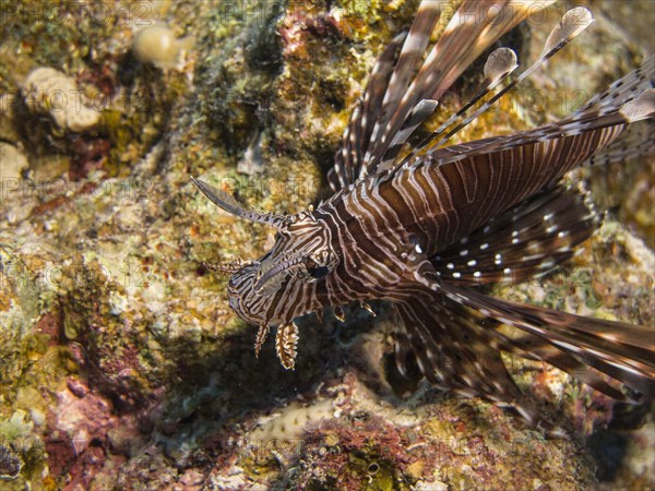 Common Lionfish or Devil Firefish (Pterois miles)