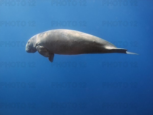 Dugong (Dugong dugon)