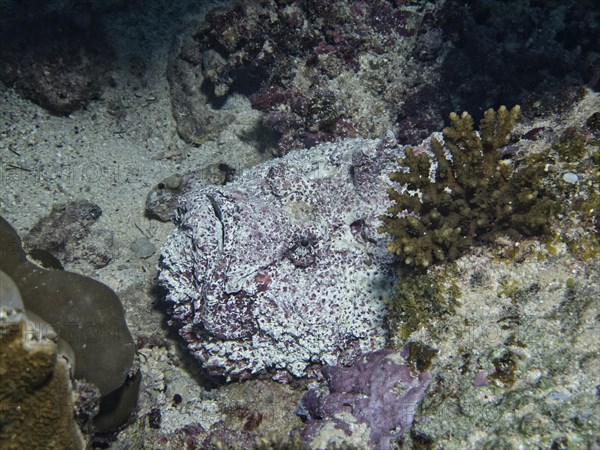 Reef stonefish (Synanceia verrucosa)