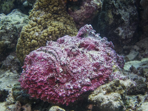 Reef stonefish (Synanceia verrucosa)