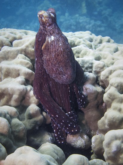 Reef Octopus (Octopus cyaneus)