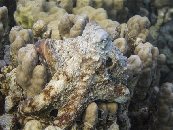 Reef Octopus (Octopus cyaneus)