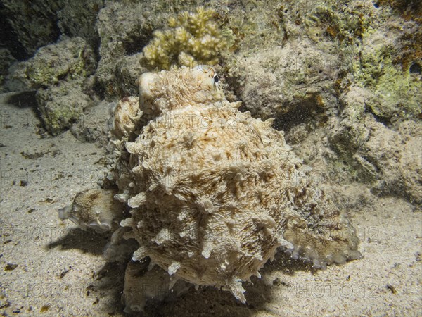 Reef Octopus (Octopus cyaneus)