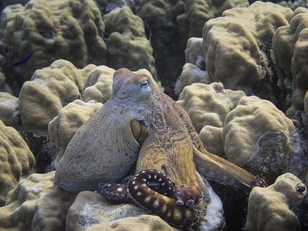 Reef Octopus (Octopus cyaneus)