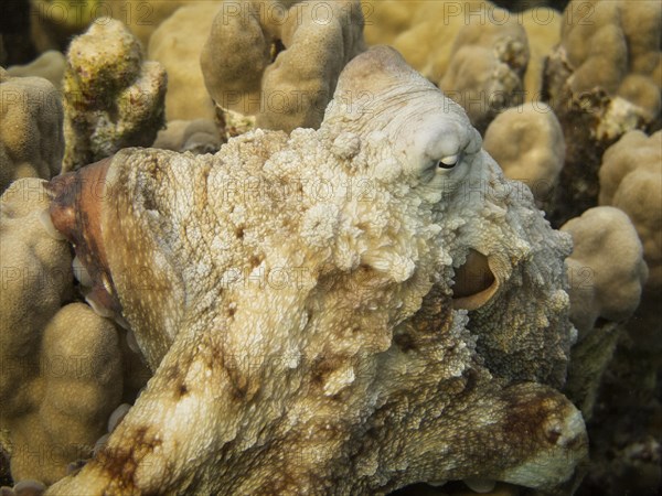 Reef Octopus (Octopus cyaneus)