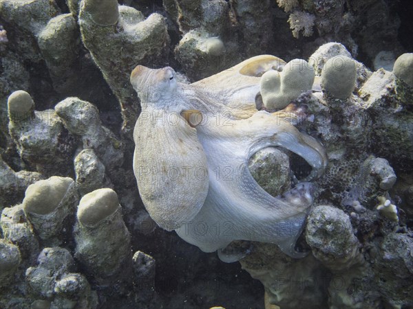 Reef Octopus (Octopus cyaneus)