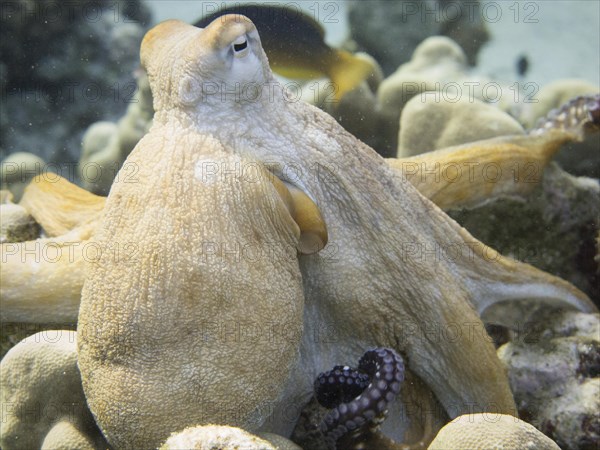 Reef Octopus (Octopus cyaneus)