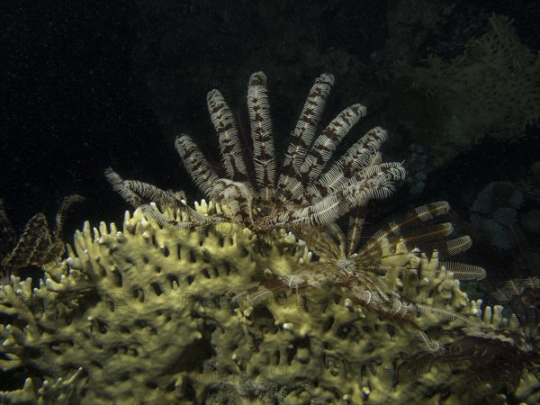 Feather Star (Crinoidea)