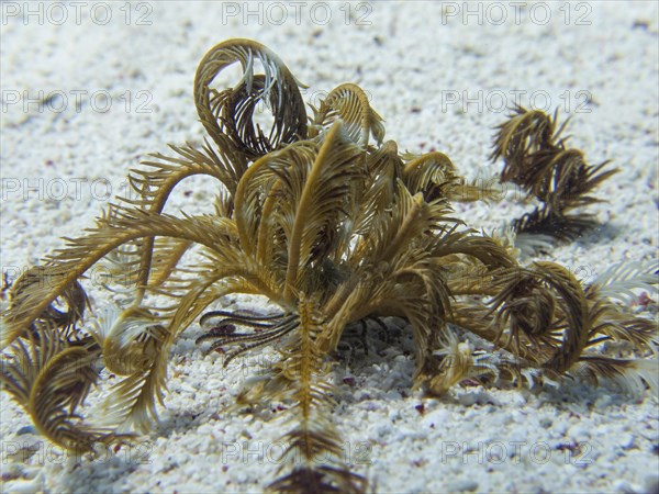 Feather Star (Crinoidea)