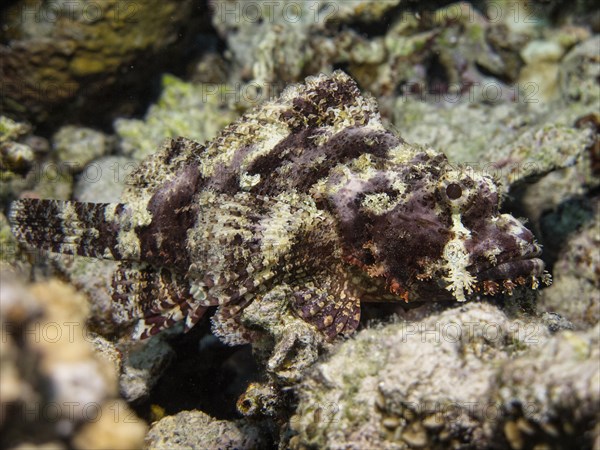 Tassled Scorpionfish (Scorpaenopsis oxycephala)