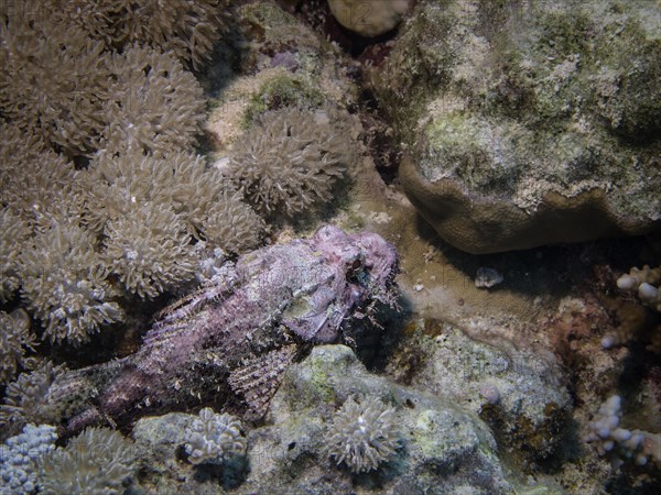 Tassled Scorpionfish (Scorpaenopsis oxycephala)