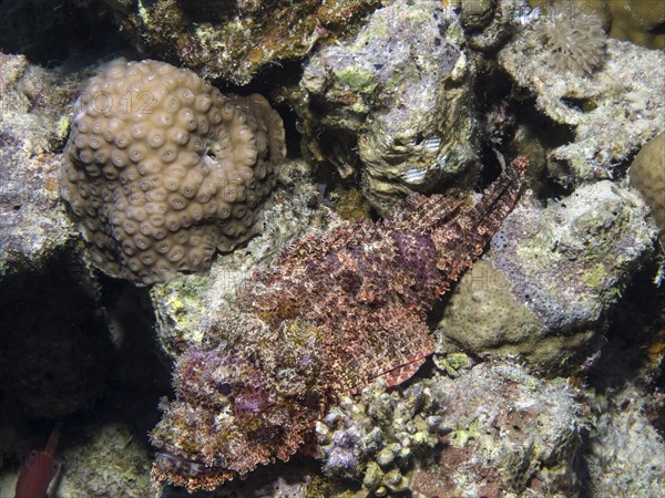 Tassled Scorpionfish (Scorpaenopsis oxycephala)