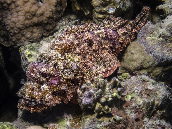 Tassled Scorpionfish (Scorpaenopsis oxycephala)