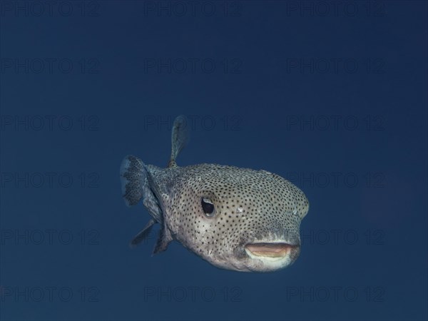 Spot-fin Porcupinefish (Diodon hystrix)