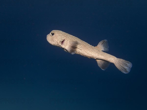 Spot-fin Porcupinefish (Diodon hystrix)