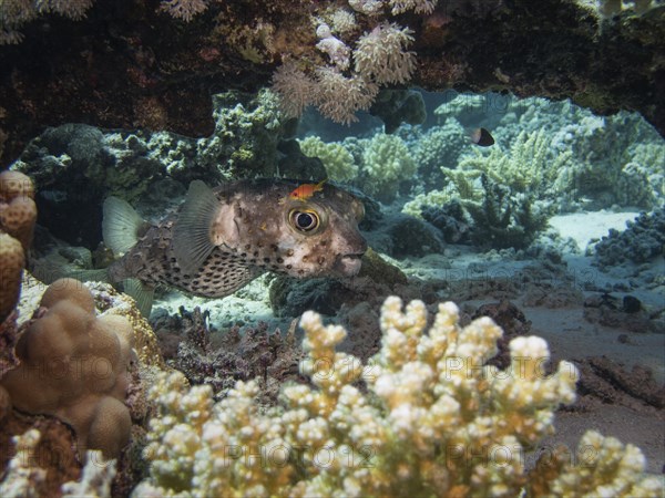 Yellow-spotted Porcupinefish or Yellow-spotted Burrfish (Cyclichthys spilostylus)