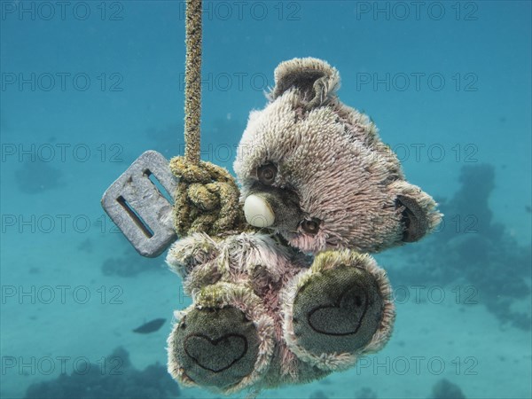 Teddy bear as a guide or target marker for scuba divers