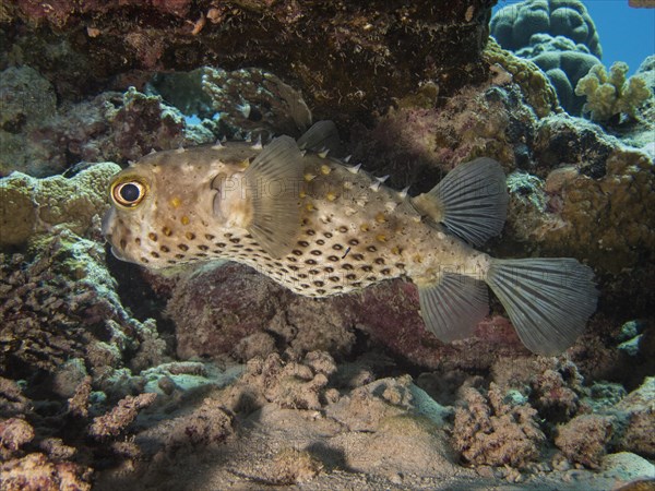 Yellow-spotted Porcupinefish or Yellow-spotted Burrfish (Cyclichthys spilostylus)