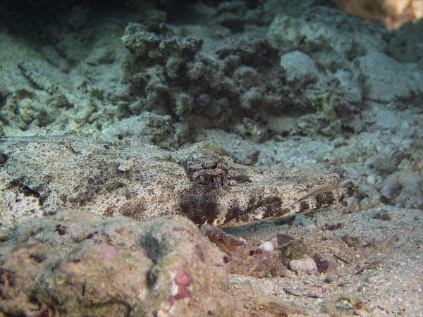 Tentacled Flathead or Crocodilefish (Papilloculiceps longiceps)