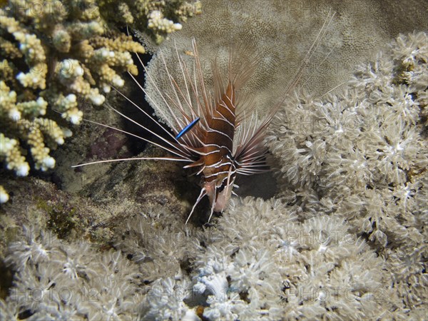 Clearfin Lionfish