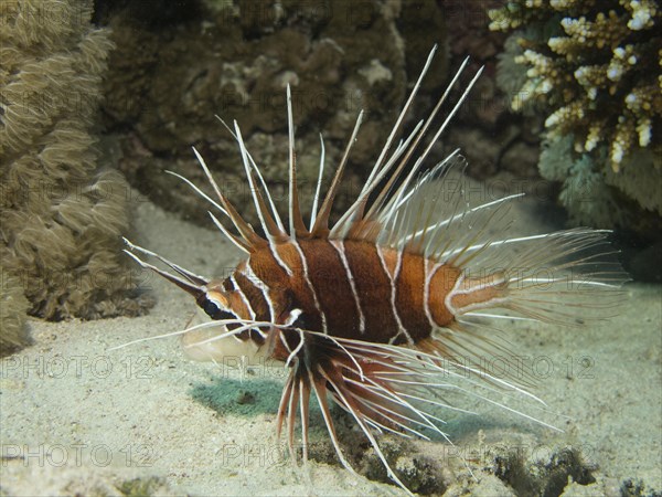 Clearfin Lionfish