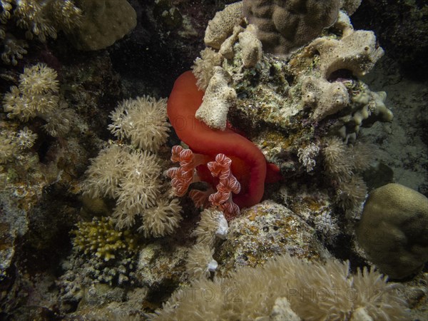 Spanish Dancer (Hexabranchus sanguineus)