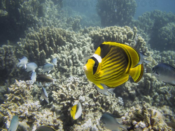 Diagonal Butterflyfish or Red Sea Raccoon Butterflyfish (Chaetodon fasciatus)