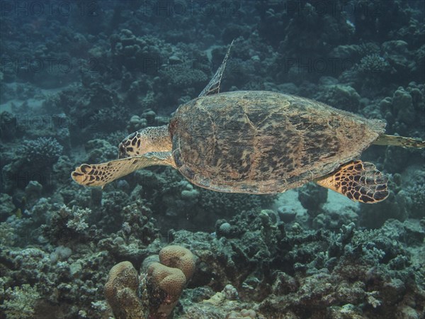 Green Sea Turtle (Chelonia mydas)